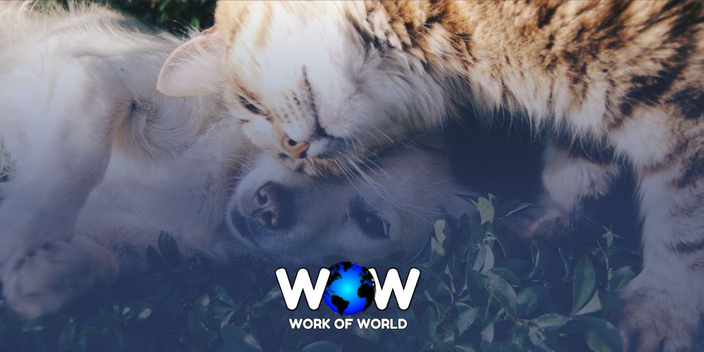 Explore the Excellence of Veterinary Services in Portugal with WOW